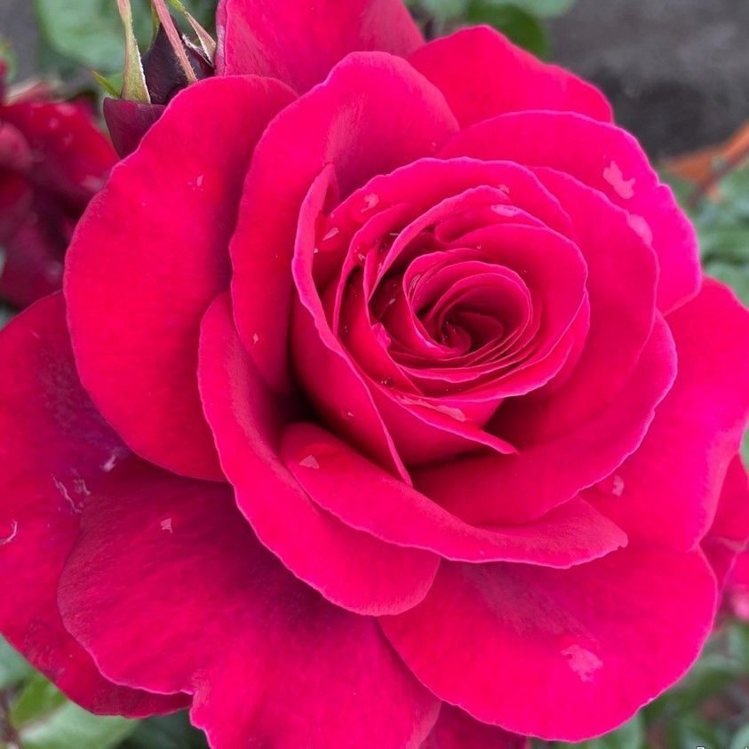 Tüplüri Katlı Kokulu Santa Monica Yediveren Gül Fidanı