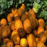 Altın Sarısı Erkenci Endam Kırkağaç Kavun Fidesi (5 adet)
