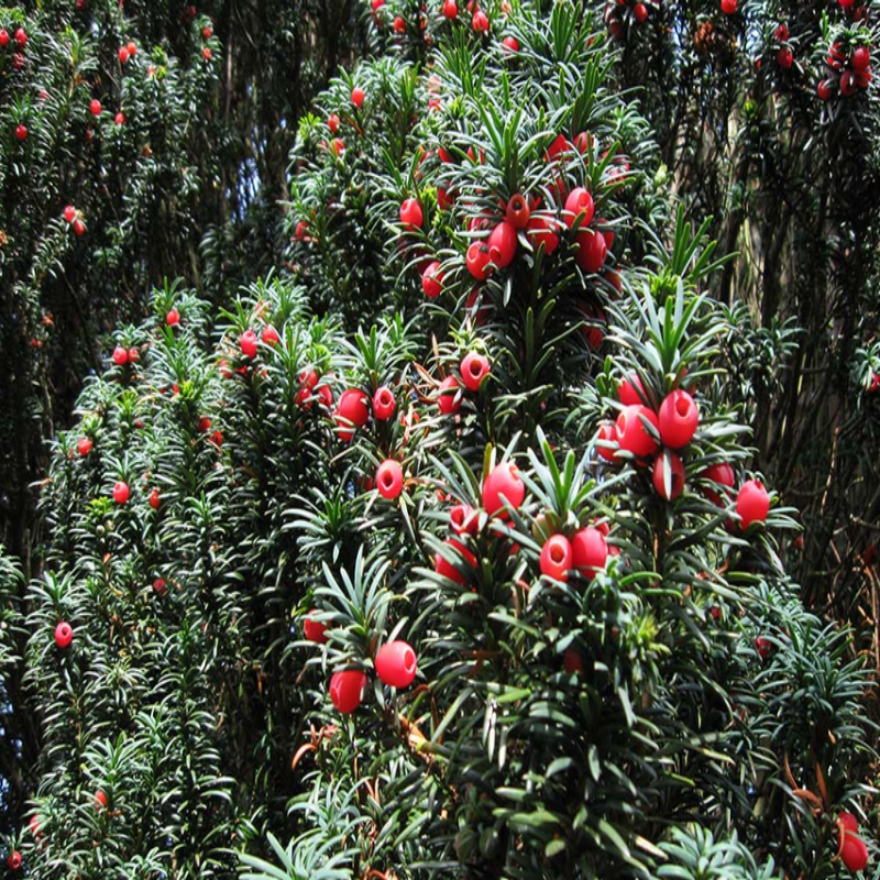 Japanese Yew (Porsuk Ağacı) Tohumu( 5  tohum)