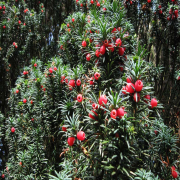 Japanese Yew (Porsuk Ağacı) Tohumu( 5  tohum)