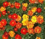 Karışık Renkli Fransız Tagetes Çiçeği Tohumu (50 tohum)