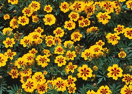 Sarı Kırmızı Tagetes Çiçeği Tohumu(50 adet)