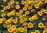 Sarı Kırmızı Tagetes Çiçeği Tohumu(50 adet)