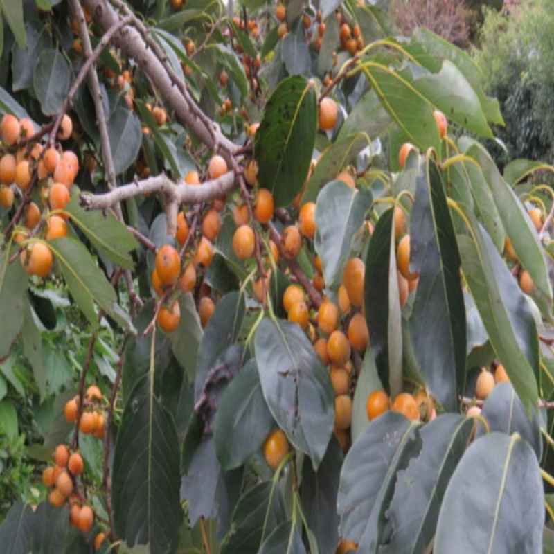 Date Plum Ağacı Tohumu(10 tohum)