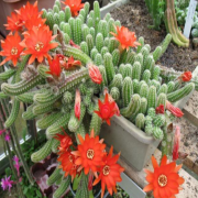 Echinopsis Chamaecereus Silvestrii Kırmızı Çiçek Açan Kaktüs