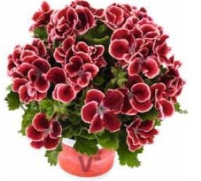Aristo Red Beuaty Sardunya Çiçeği Fidesi (2 adet)