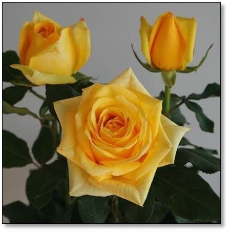 Tüplü Kordes Rosen Yediveren  Sunny Magma Gül Fidanı