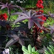 Kırmızı Kene(Castor Bean) Çiçeği Tohumu(5 tohum)