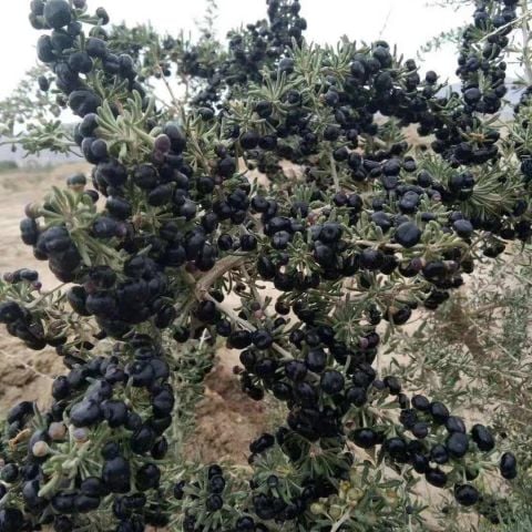 Nadir Siyah Goji Berry Fidanı(15-25 cm)