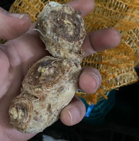 Fantasia Calla Gala Çiçeği Soğanı (1 Adet Soğan)