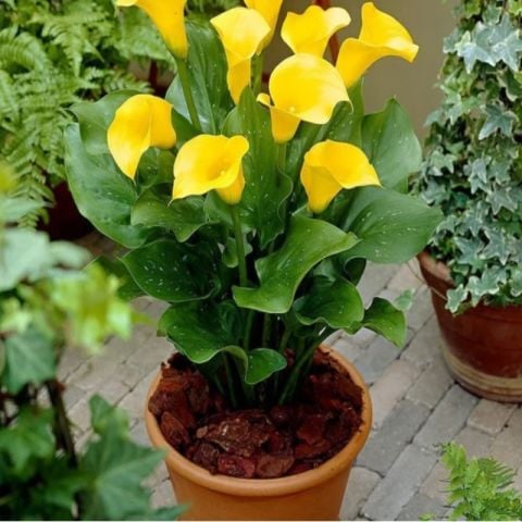 Hanoi Calla Gala Çiçeği Soğanı (1 Adet Soğan)