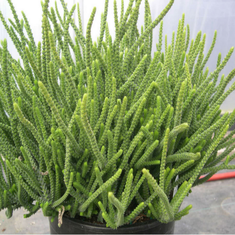 Crassula Lycopodioides Kaktüs