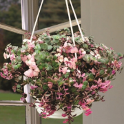 Callisia Repens Pink Lady Sukulent (5,5 Luk Saksıda)