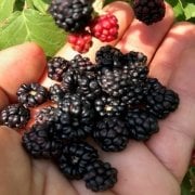 Doğal Tatlı Dikenli Tatlı Meyveli Yabani Anadolu Böğürtlen Tohumu (10 tohum)