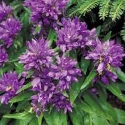 Cluster Çan(Campanula) Çiçeği Tohumu(100 tohum)