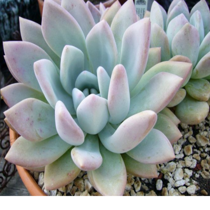 Xgraptoveria Royal Blush Sukulent