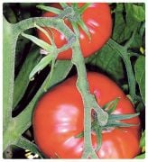 Super Yerli Marmande Domates Tohumu(2 gram)