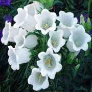 Canterbury Çan(Campanula) Çiçeği Tohumu(100 tohum)