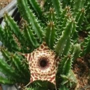 Huernia Zebrina Ssp. İnisigniflora Leş Kaktüsü (5.5 Luk Saksıda)