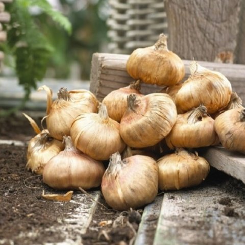 Gladiolus Fidelio Glayör Çiçeği Soğanı (4 adet)