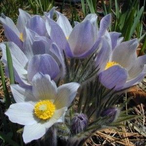 Kuğu Güzeli Anemone Çiçeği Tohumu(20 tohum)
