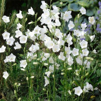Peach-leaved Çan(Campanula) Çiçeği Tohumu(100 tohum)