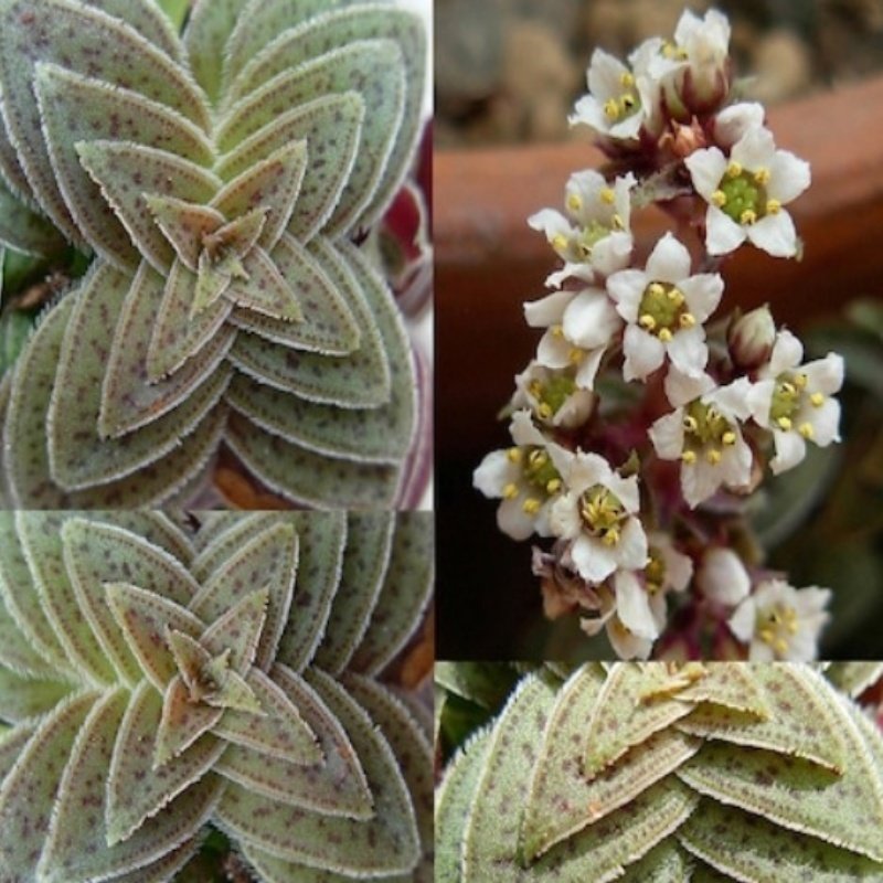 Crassula Exilis Ssp. Picturata Sukulent (5. Luk Saksıda)