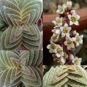Crassula Exilis Ssp. Picturata Sukulent (5. Luk Saksıda)