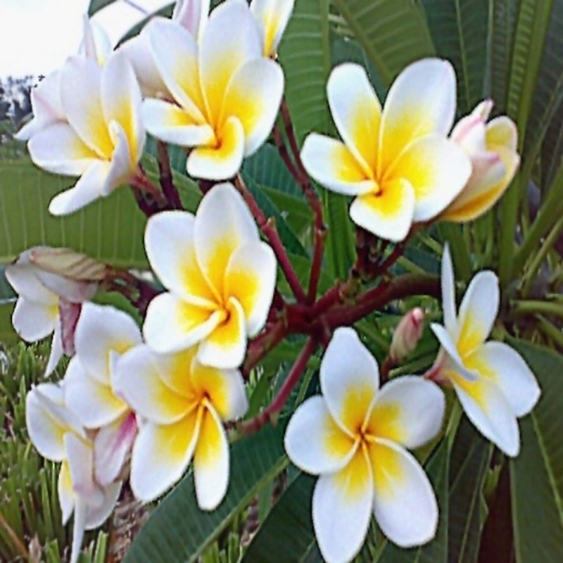 Tüplü Plumeria Amerikan Fulu Fidanı(15-30 CM)