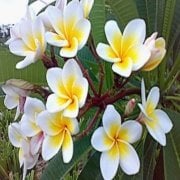 Tüplü Plumeria Amerikan Fulu Fidanı(15-30 CM)
