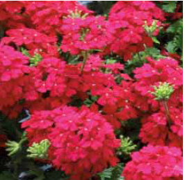 Vecture Deep Red Verbana Mine  Çiçeği Fidesi (5 fide)