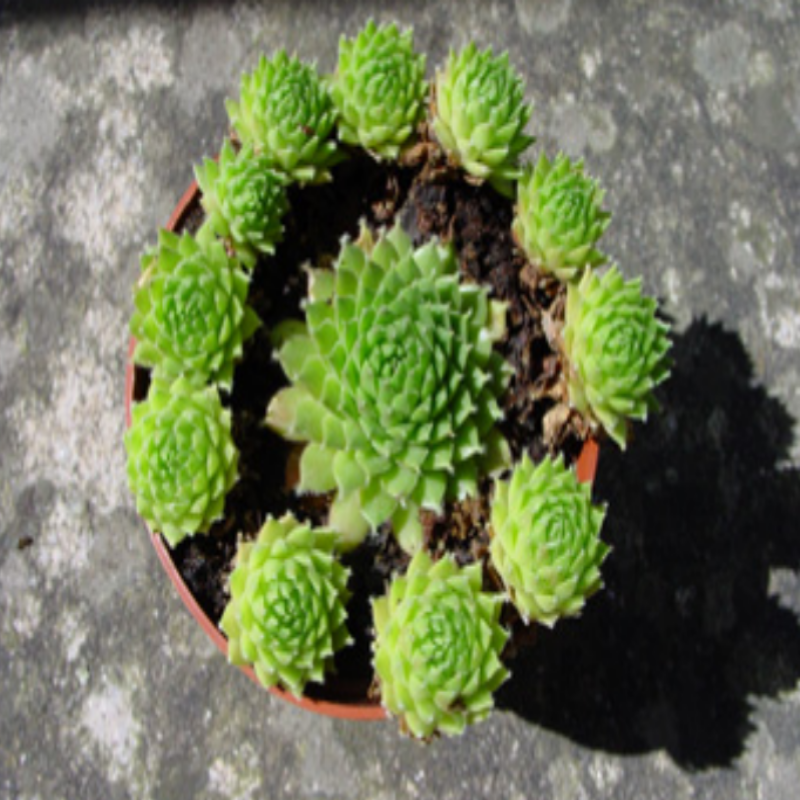 Sempervivum Dolomiticum Sukulent