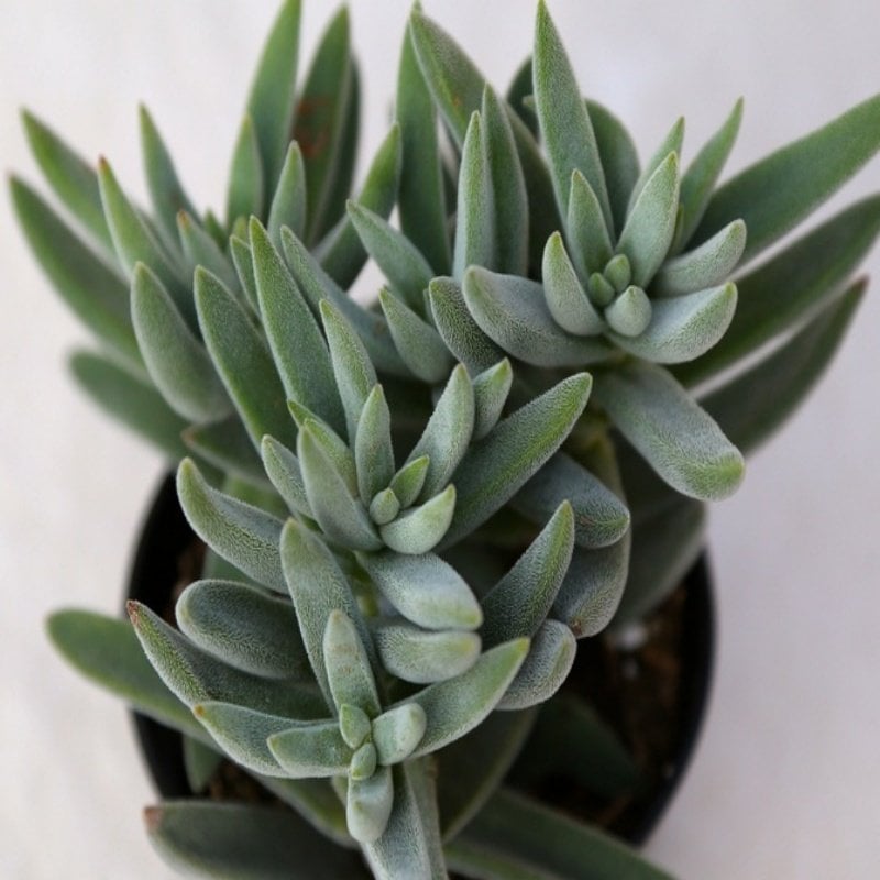 Crassula Hibrit Sukulent (5. Luk Saksıda)