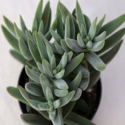 Crassula Hibrit Sukulent (5. Luk Saksıda)