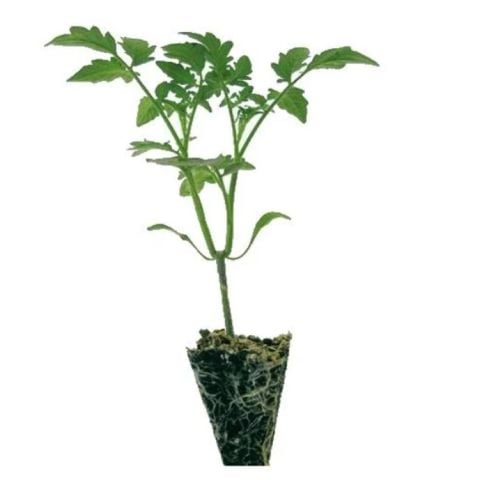 Çeri Domates Fidesi (5 adet)