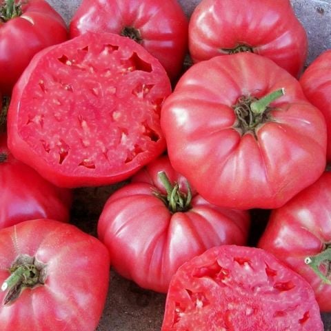 Ata Tohumları Kahvaltılık Sofralık Ege Pembesi Domatesi Tohumu (20 tohum)