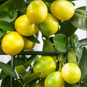 Tüplü Limequat Fidanı