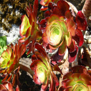 Aeonium Cyclops Sukulent