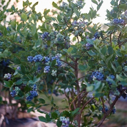 Tüplü Yaban Mersini(Likapa,blueberry,maviyemiş) Bluberyy fidanı Meyve Verme Yaşında
