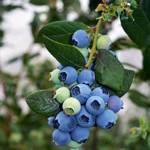 Tüplü Yaban Mersini(Likapa,blueberry,maviyemiş) Bluberyy fidanı Meyve Verme Yaşında