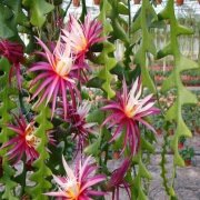 Epiphyllum Selenicereus Anthonyanus Atlas Çiçeği Sukulent (5. Luk Saksıda)