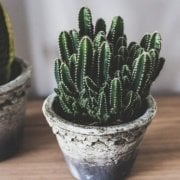 Cereus Peruvianus Florida Kaktüs(5. Luk Saksıda)