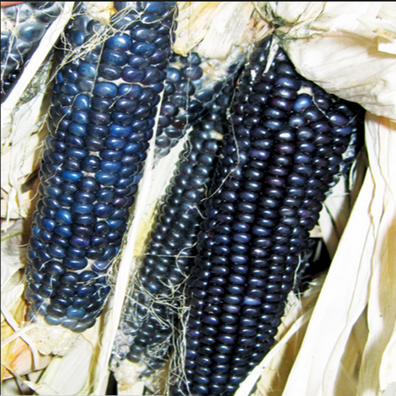 Doğal Hopi Blue İndian Mısır Tohumu(20 tohum)