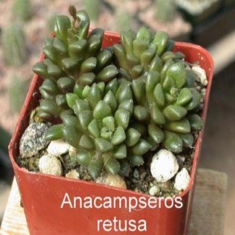Anacampseros Retusa Sukulent (5. Luk Saksıda)