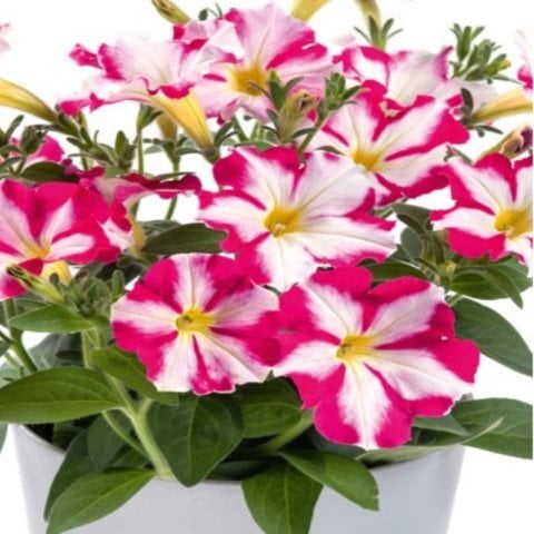 Saksıda Pegasus Patio Cherry Star Petunya Çiçeği