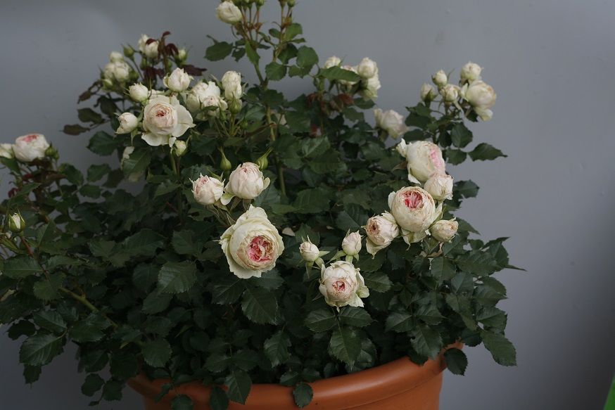 Açık Kök Çok Goncalı Pompon Beyaz  Aşılı Yediveren Gül Fidanı