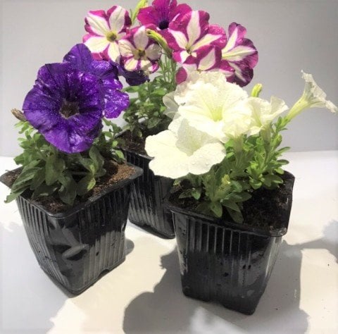 Saksıda Pegasus Patio Cherry Star Petunya Çiçeği