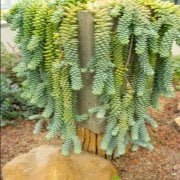 Sedum Morganianum Bordo Çiçek Yayılıcı (5. Luk Saksıda)
