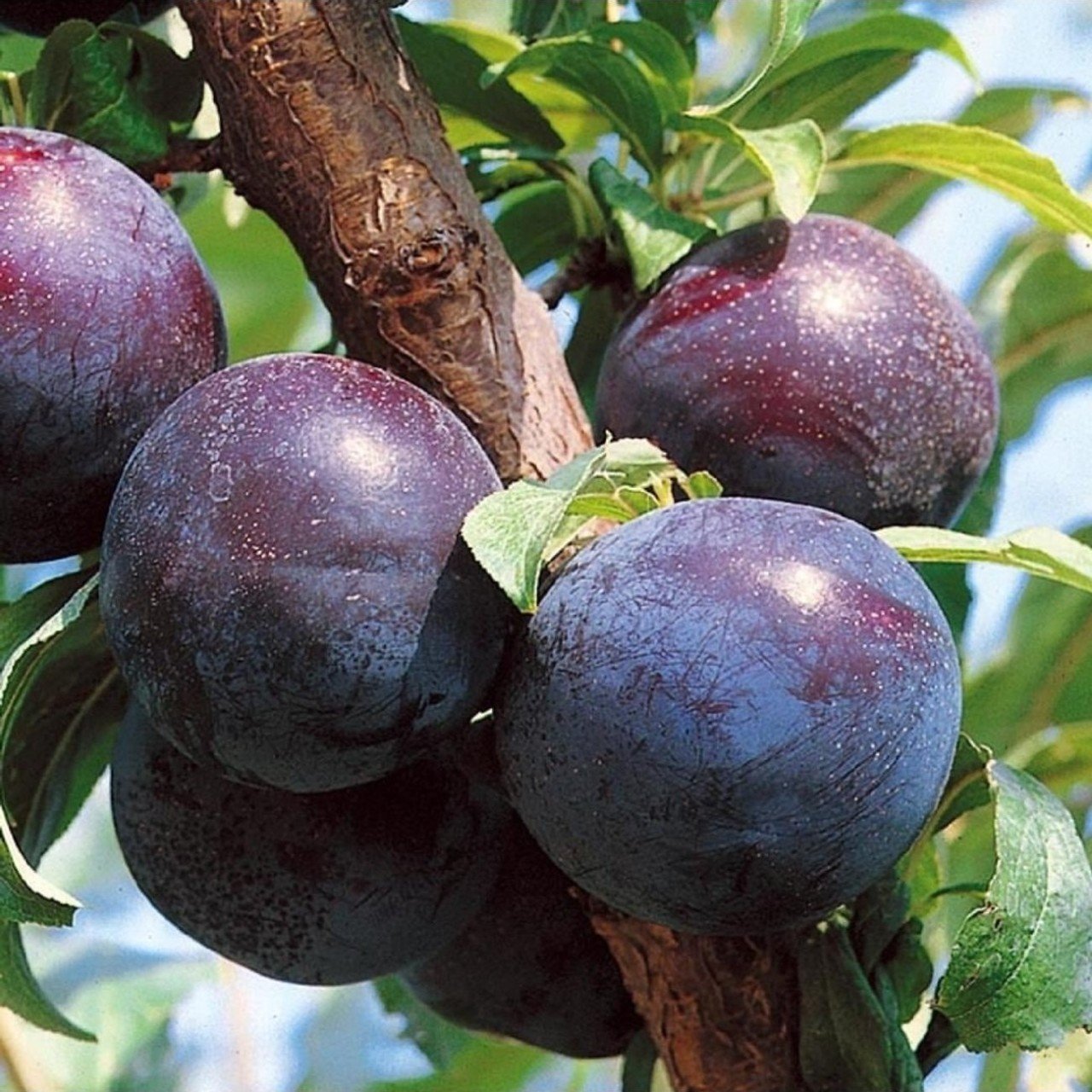 Açık Kök Black Amber Erik Fidanı