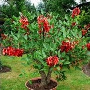 Erythrina Crista Galli Mercan Ağacı Fidanı Özel Çeşit(20-40 cm)